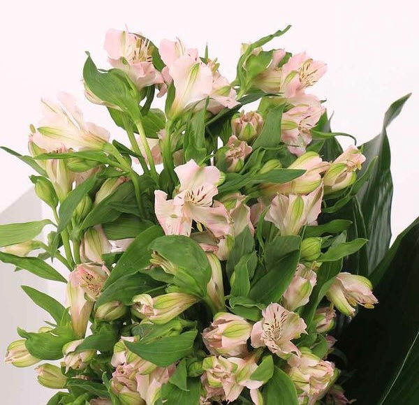 alstroemeria pink غصن الستروميريا بينك