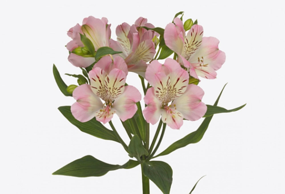 alstroemeria pink غصن الستروميريا بينك