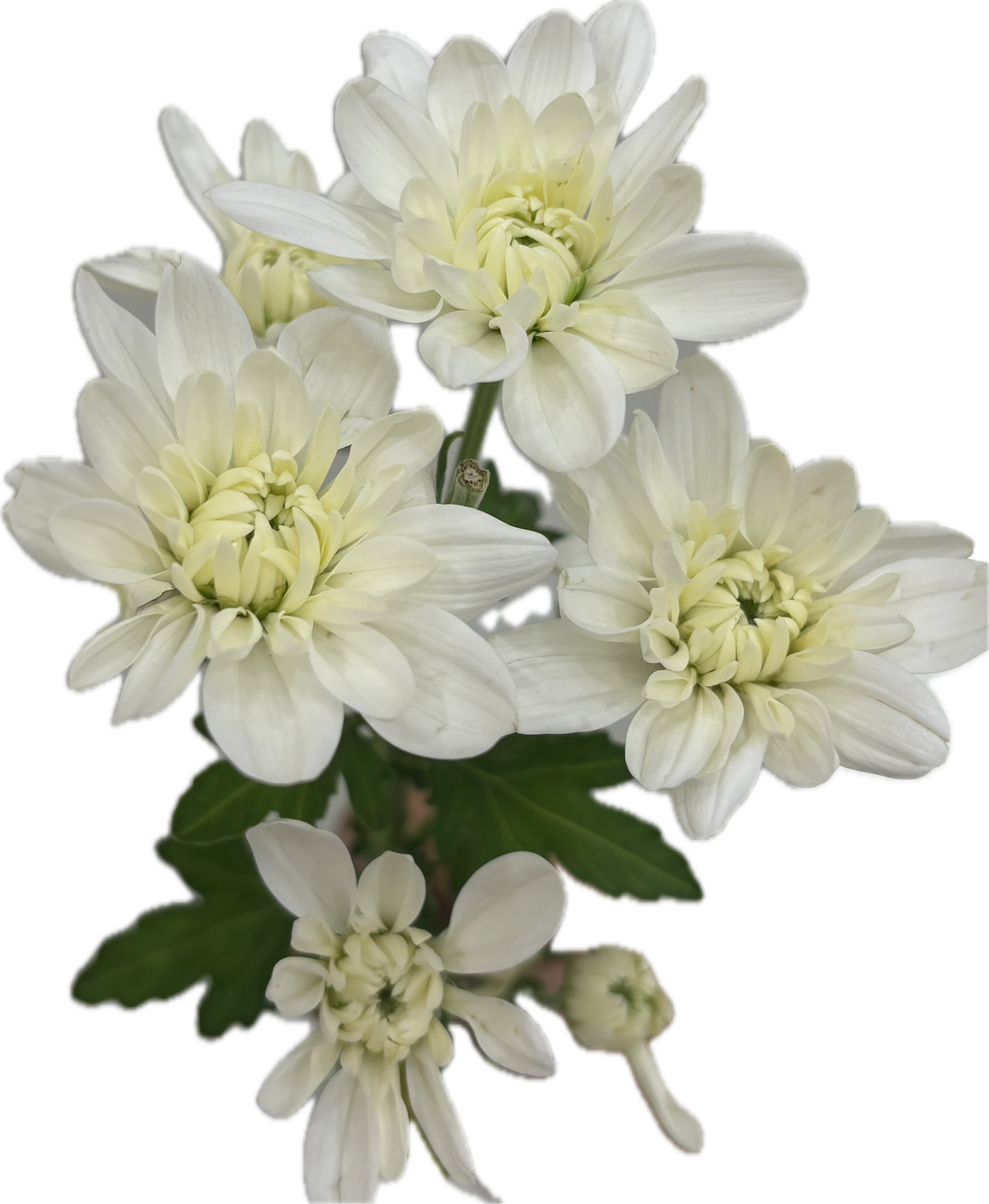 ‏chrysanthemum white غصن كريس ابيض