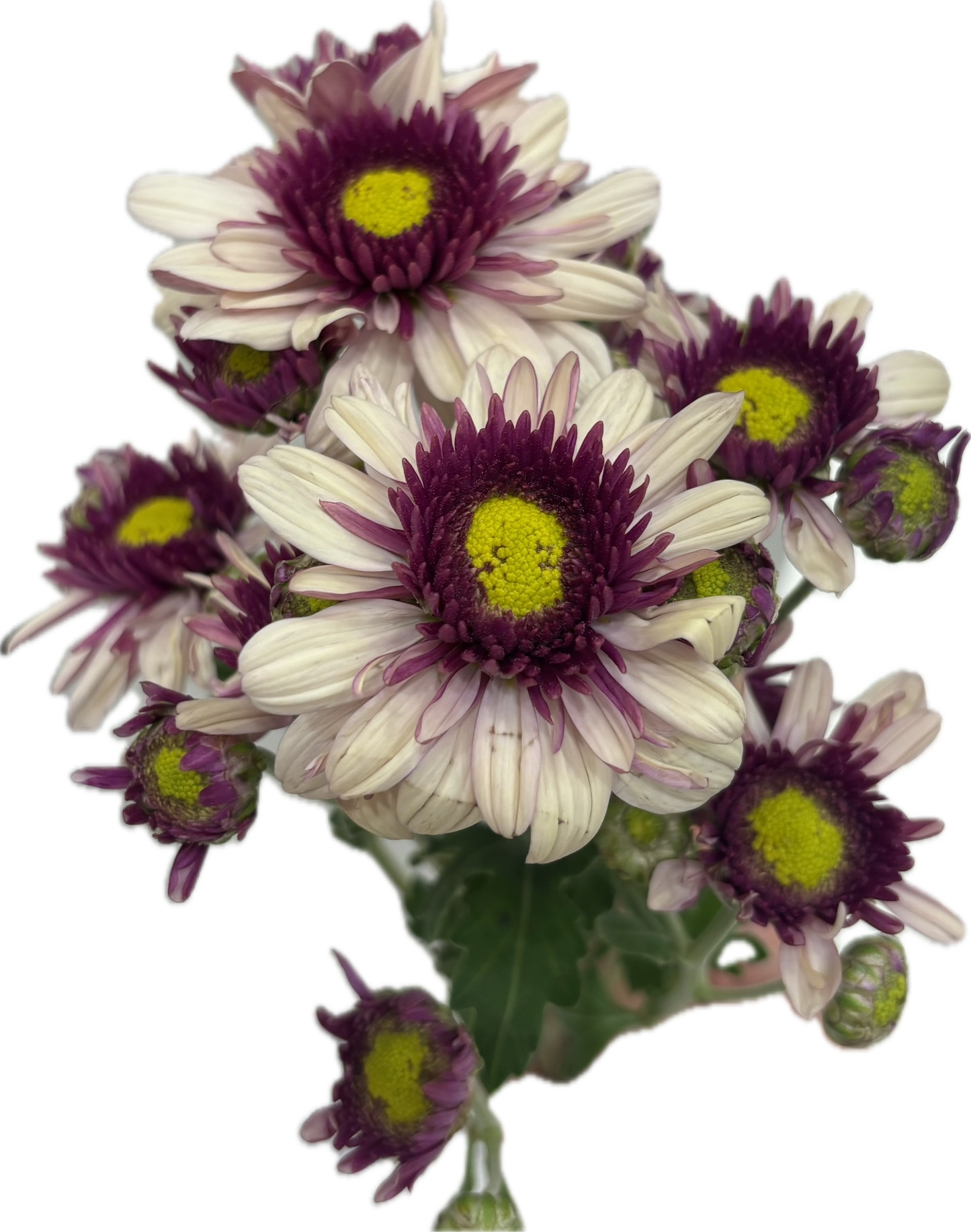 ‏chrysanthemum
 Double color غصن كريس