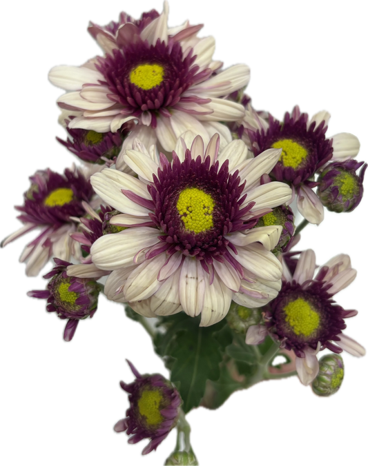 ‏chrysanthemum
 Double color غصن كريس