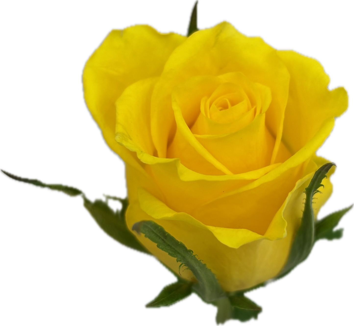 Yellow rose جوري اصفر