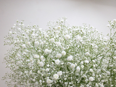 Gypsophila غصن جيبسوفيلا