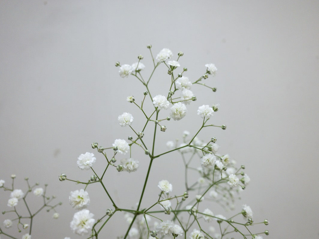 Gypsophila غصن جيبسوفيلا