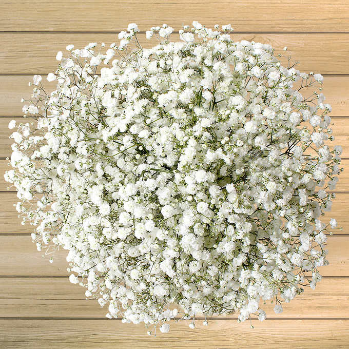 Gypsophila غصن جيبسوفيلا