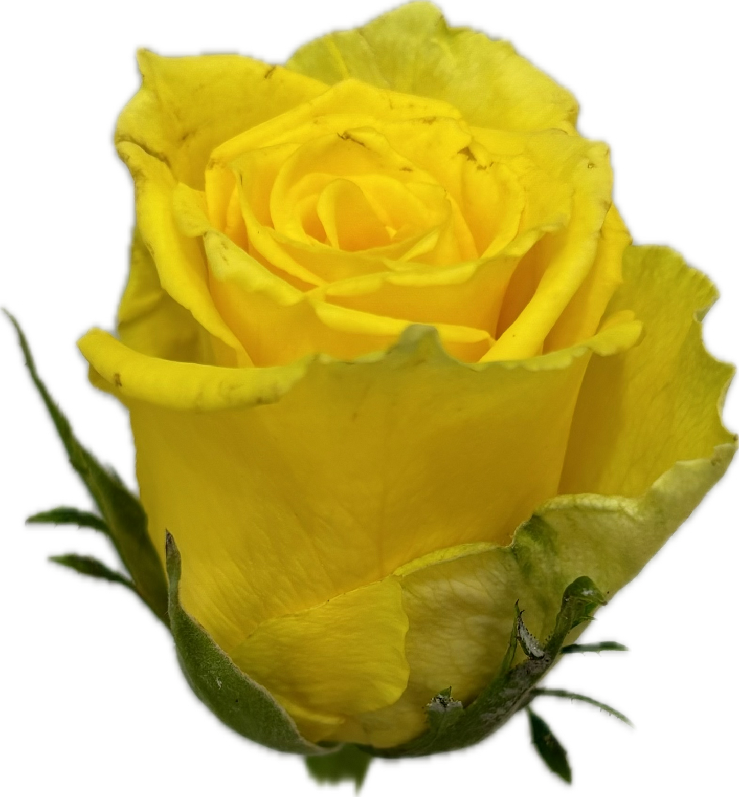 Yellow rose ورد جوري اصفر