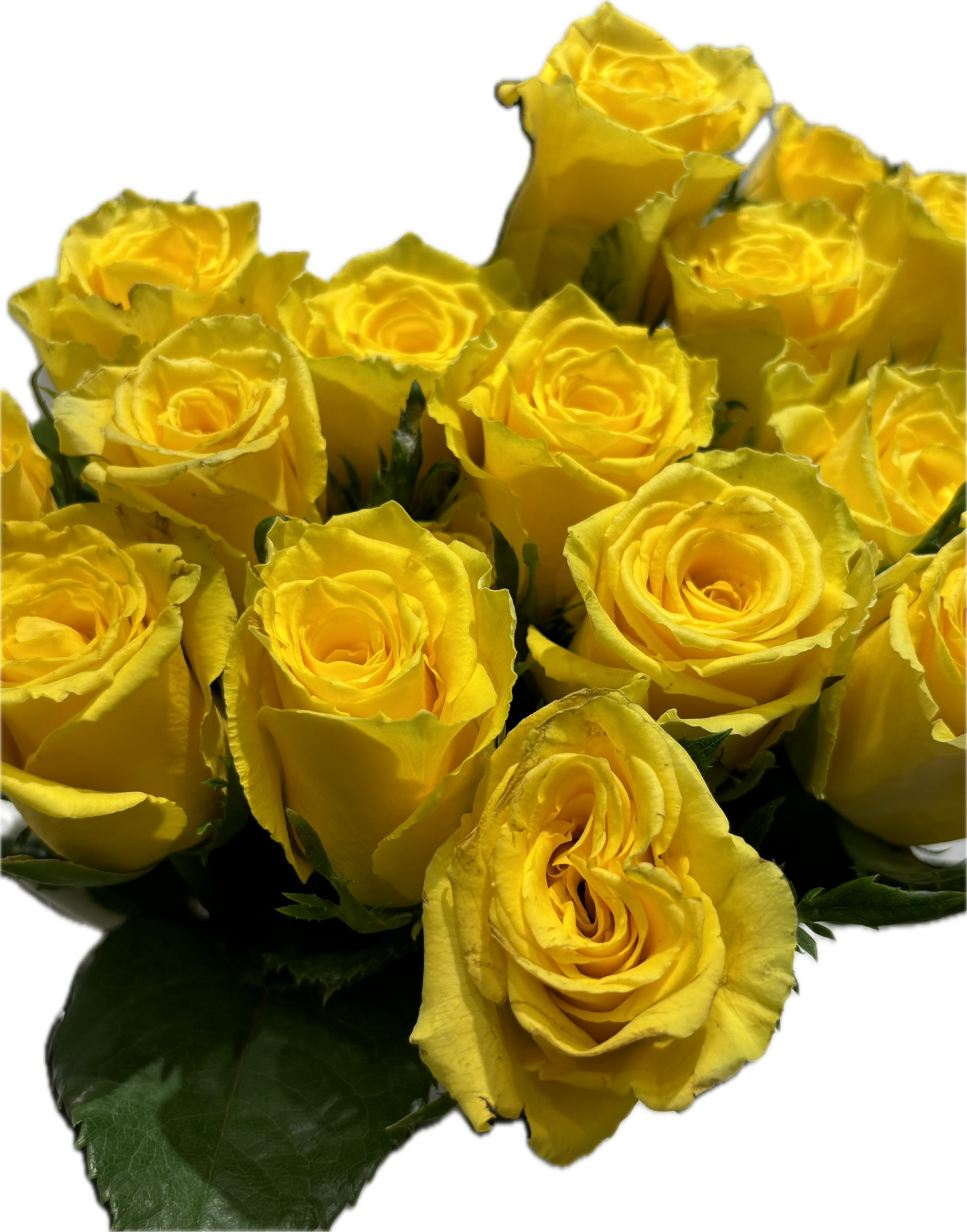 Yellow rose ورد جوري اصفر