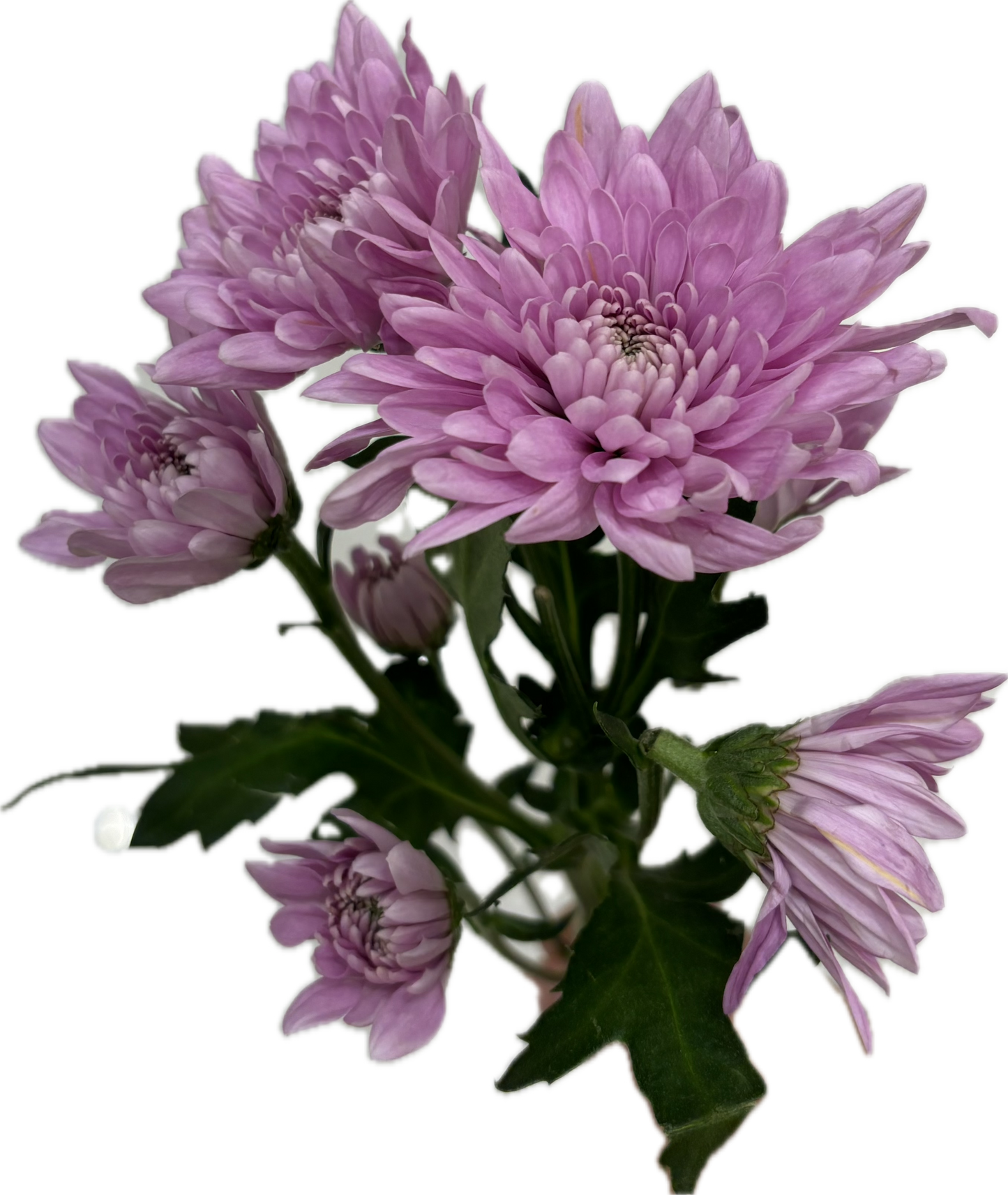 Chrysanthemum branch mauve غصن كريس موف