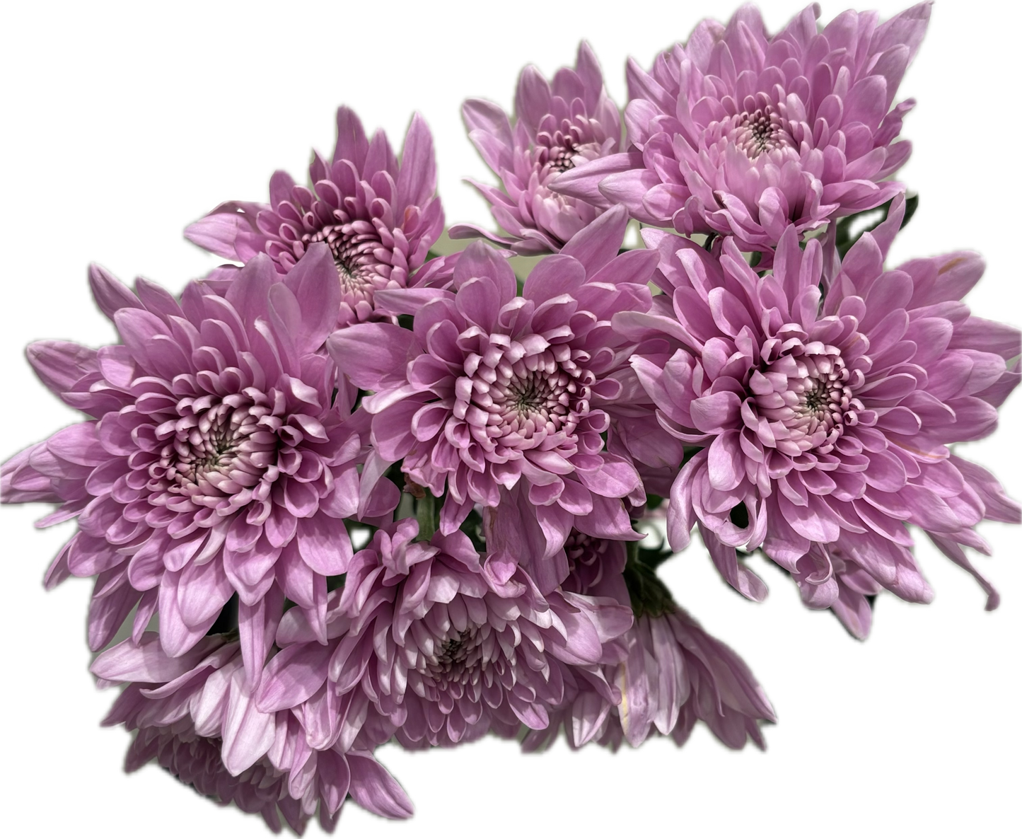 Chrysanthemum branch mauve غصن كريس موف